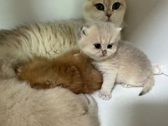 -十月米努特矮脚猫舍