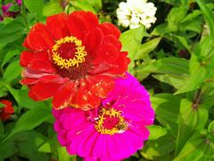 -莲花山花海