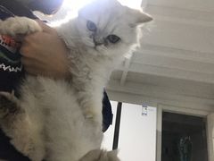 -瑞派宠物医院·内科·软组织·绝育中心(沈阳八纬路分院)