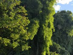 -云南勐巴娜西珍奇园