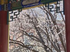 -桃花堤公园