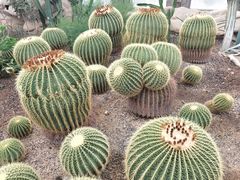-北京植物园-展览温室