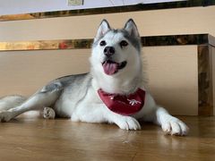 -Husky Go! 哈士奇体验馆·宠物咖啡厅狗咖