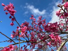 -深圳市中科院仙湖植物园