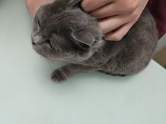 -宠福鑫康馨动物医院·骨科·眼科