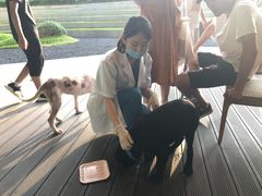 -安安宠医宠物医院·异宠·犬猫内科(岳阳分院)