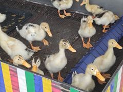 -凯德广场(金牛店)