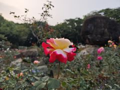 -广州市白云山风景名胜区