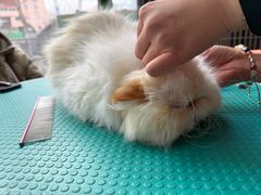 -美联众合爱康动物医院•复杂内科•肿瘤科•牙科•腔镜诊疗中心
