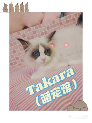 都是派来带给人类快乐的精灵Takara