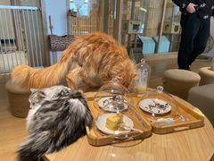 -猫腻·猫咖·撸猫馆(星光大道店)