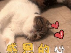 -美联众合动物医院(·中兽医·疑难杂症·严家桥分院)