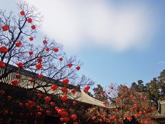 -香山公园