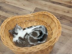 -袖虎·猫馆(体育西路店)