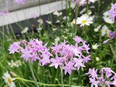 -摆渡站(董家渡站)