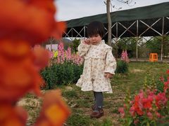 -天适樱花悠乐园