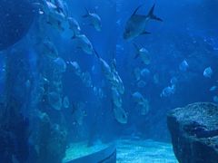 -暹罗海洋世界