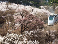 -居庸关长城