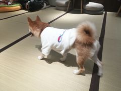 -逗柴咖啡屋·狗咖猫咖宠物桌游
