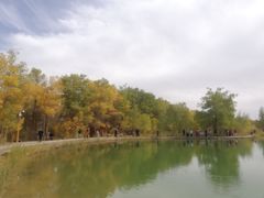 -金塔沙漠胡杨林景区