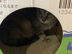 -伟伟宠物医院·CT影像中心·瑞派犬猫综合性门诊(汉口总院)