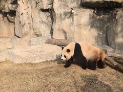 -上海野生动物园