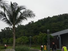 -野狸岛