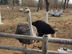 -大连森林动物园