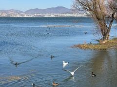 -洱海月湿地公园