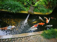 -Fern Forest Cafe