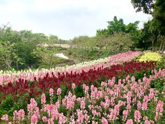 -天适樱花悠乐园