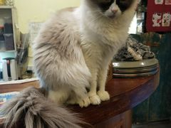 -猫色咖啡·猫咖