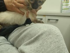 -瑞派·关忠动物医院·猫专科·犬专科(三环新城店)