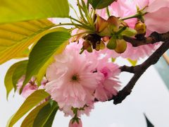 -嘉定紫藤园