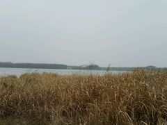 芦苇-上海海湾国家森林公园