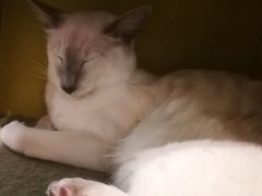 -猫小院猫主题餐厅(三里屯店)