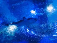 -海合安武汉极地海洋公园