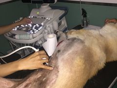 -欧奕国际动物医院