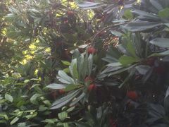 -西山樟坞健康果园枇杷杨梅采摘