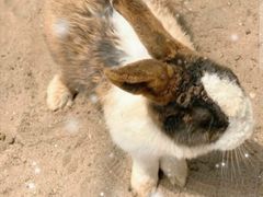 -前小桔亲子创意农场·草莓采摘·露营烧烤