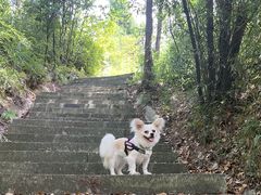 -武陵山森林公园