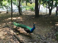 -合肥野生动物园