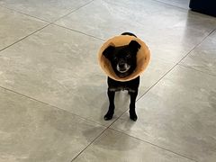 -伟伟宠物医院·CT影像中心·瑞派犬猫综合性门诊(汉口总院)