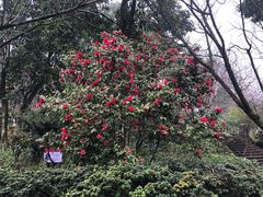 -南山植物园