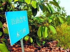 -中山市树木园