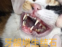 -爱诺耐芙动物医院(万博店)