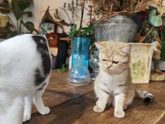 -吉丁鸟咖·异宠·寄养