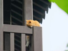 -杭州半山国家森林公园