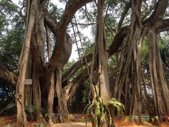 -瑞丽独树成林风景区