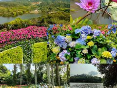 -深圳仙湖植物园